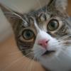 Kucing rentan terinfeksi flu burung: Ancaman baru bagi pemilik hewan peliharaan