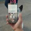 Apple tantang Google Lens dengan Visual Intelligence