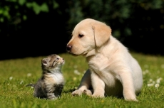 Anjing vs kucing, mana yang lebih populer di internet?