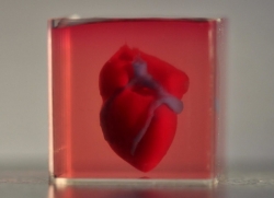 Ilmuwan mencetak jantung 3D menggunakan sel sungguhan
