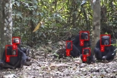 Peneliti ciptakan AI untuk teknologi pengenalan wajah simpanse