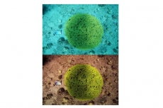 Ilmuwan bisa hilangkan air untuk fotografi bawah air