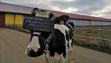 VR bisa bikin sapi menghasilkan susu lebih baik