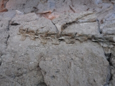 Ilmuwan temukan fosil dinosaurus dengan tulang hijau di Los Angeles