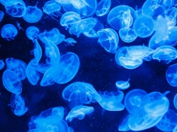 Comb Jelly Atlantik: Makhluk laut dengan kemampuan regenerasi