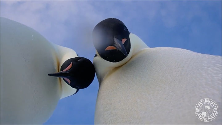 Dua penguin kedapatan ber-selfie di Antartika