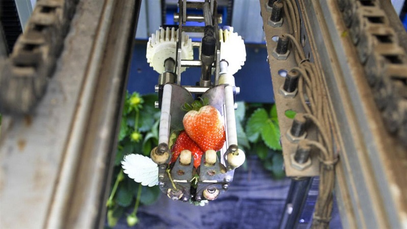 Perkenalkan, Agrobot robot pemetik stroberi pertama di dunia