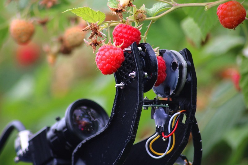 Robot ini bisa petik buah raspberry segar dengan sempurna