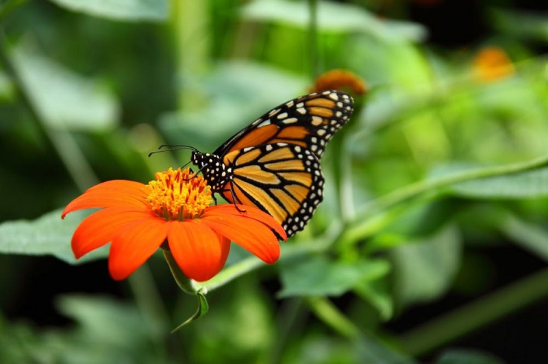 Ilmuwan kembangkan aplikasi untuk selamatkan kupu-kupu