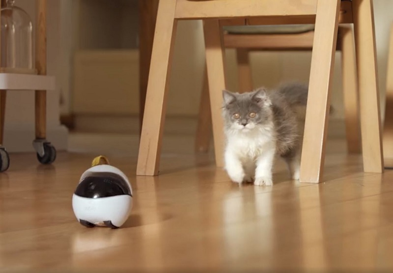 Robot ini bisa bermain dengan kucing