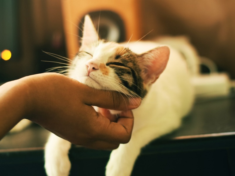 Caption Instagram kece untuk diposting bareng kucing mu